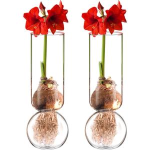 2 Pcs Glass Bulb Vase 11 Inches Tall Flower No Messy Soil Bulb Forcing Bud Clear Tall Glass Vases for Small Plant Table Centerpieces Wedding Birthday Party Decorative Supplies