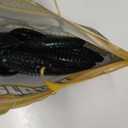 Berkley PowerBait Pit Boss Fishing Bait, 4", June Bug, 8 Count