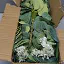 Giegxin 180 Pcs 3 Kinds Mixed Eucalyptus Leaves Stems Bulk Artificial Silver Dollar Leaves Picks Dried Eucalyptus Bundle Faux Spray for Wedding Vase Bouquet Floral Arrangement (Green)