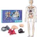 Human Body Model for Kids, Fully Transparent Body, 29 Piece Anatomy Figure 3D Anatomy Kit  Removable Organs, Bones STEM Toy for Ages 6+