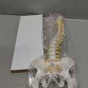 Mini Spine Anatomy Model - 15.5 Flexible Miniature Human Spine Model with All Nerves for Medical Learning - for Instruction Teaching, Study and Display (White)