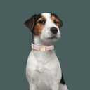 Soft Hemp Dog Collar and Leash Set Adjustable Woven Tweed Dog Collars with Metal Buckle and Lead for Small Medium Large Dogs,Pink