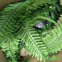 4PCS 45in Fake Ferns- Outdoor Faux Plants, Large UV Resistant Artificial Ferns for Outdoors, Weatherproof Faux Boston Fern Realistic Fake Artificial Plant for Porch Home Garden Patio Hanging Decor