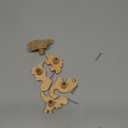 Zaruatu 5 Pcs Wooden Animal Cabinet Knobs with Screws Decorative Wardrobe Knobs Natural Wood Cute Animal Furniture Suitable for Nursery Drawer Handles Decor Cabinets Furniture (Dinosaur)