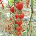 8 x Seeds Red Cherry Tomato Tall Bush Heirloom Vegetable Non-GMO