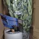 Olive Trees Artificial Indoor 6FT Tall Faux Olive Plants Silk Plant with White Planter, Artificial Plants Home Office Decor, Fake Olive Trees with Lifelike Fruits for Bedrooms Living Room