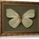 Vintage Gold Framed Butterfly Canvas Wall Art Sage Green Moth Painting Picture Wall Decor Retro Insect Poster Print Artwork for Living Room Bedroom Farmhouse Office Home Decoration, 24"L x 16"W