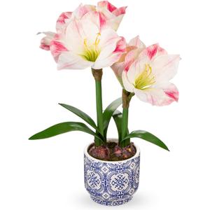 Briful Amaryllis Artificial Flowers in Blue Ceramic Pot 18.1" Faux Pink Amaryllis Flower Arrangement with Decorative Bulbs Moss for Home Office Bathroom Table Dcor