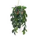 Hisow Hanging Plants Artificial Decor, Fake Hanging Plant in Clay Pot Artificial Hanging Plants with Fake Leaves and Hook for Wall Home Room Indoor Outdoor Décor (Dark Green)