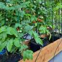 Garden Plant Stakes 48 Inch 4Ft Steel Plant Stick Support, 25 Pack Tomato Stakes for Growing Climbing Plants, Potted Plants, Tomatoes, Trees, Cucumber, Beans, Fences Poles