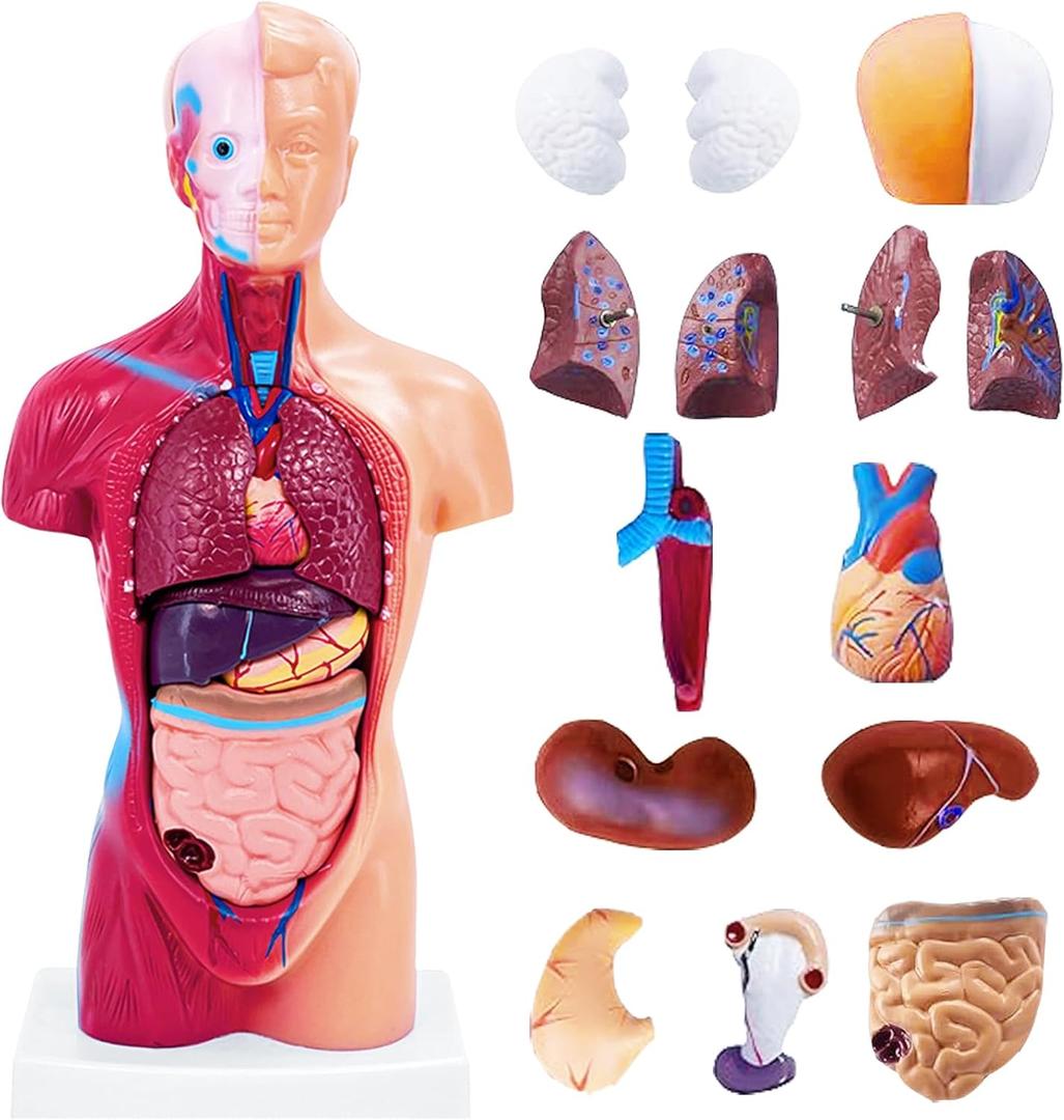 11 Inch Small Human Body Model for Anatomy Study - 15 Detachable Parts Educational Torso with Internal Organs, DIY Assembly Anatomy Model for Students, Teachers, and Medical Healthcare Professionals