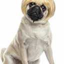 Cobee Funny Dog Cat Cosplay Wig, Pet Wig-Adjustable Costume Pet Funny Headwear Costumes Headgear for Small Medium Large Dog Cat Wigs Dress Up Decorations for Halloween, Christmas, Parties (Gold)