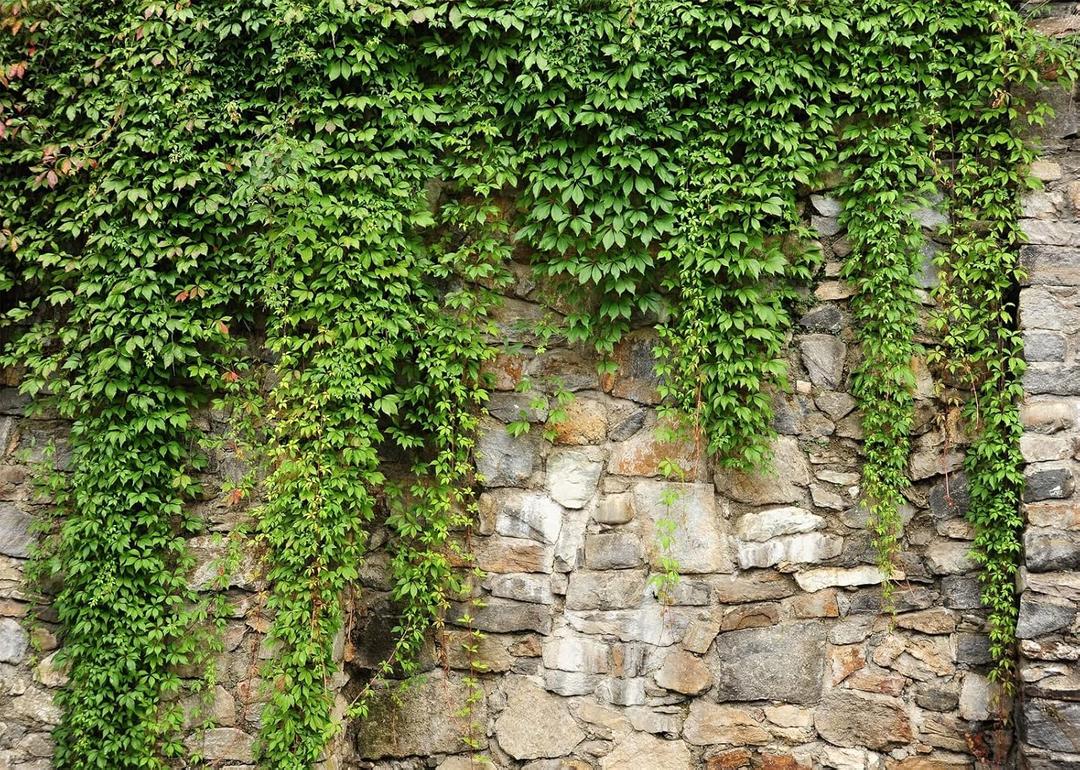 BELECO 10x8ft Fabric Green Leaves Wall Backdrop Old Stone Wall with Green Leaves Vine Spring Garden Nature Backdrop Greenery Banner Background Home Decor Wedding Birthday Photoshoot Studio Props (N5-a10666)