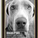 Suede A3 Frame - Single Frame, Elegant Black 11.69x16.54 inch Picture Frame, A3 Poster Frame for Artwork, Puzzles, Photos, Movie Posters, and Wall Display