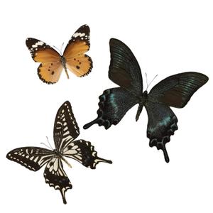 3 Pcs Real Butterfly Specimen - Taxidermy Butterfly DIY Creative Production