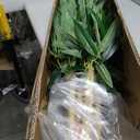 HOUSESET 4ft Faux Bamboo Plant Outdoor 10 Pack, Fake Bamboo with Encrypted Leaves for Patio Garden Yard Decor, Privacy Artificial Bambooo Tree (4ft / 122cm)