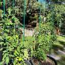G-LEAF 6 Pack 6ft Tomato Cage for Garden Plant Support, Garden Stakes Tomato Cage, Tomato Cages Plant Stakes for Climbing Plants