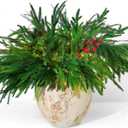 Norfolk Pine Branches, 12pcs Artificial Plants Norfolk Garland Real Touch Artificial Pine Branches Christmas Greenery, DIY Crafts for Xmas Indoor Outdoor Home Party New Year Decor