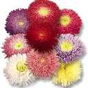 Seeds Aster Princess Mix - Annual Flowers for Planting - GMO Free