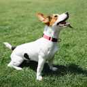 2 x AUDWUD Thick Nylon Collar,Classic Adjustable,Multiple Colors,Suitable for Small,Medium and Large Dogs,4 Sizes (L: 15.5"-22.5", Baby pink)