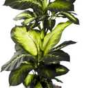 Nearly Natural Artificial Dieffenbachia, Floor Plant Faux Greenery With Decorative Planter For Indoor Home Decor