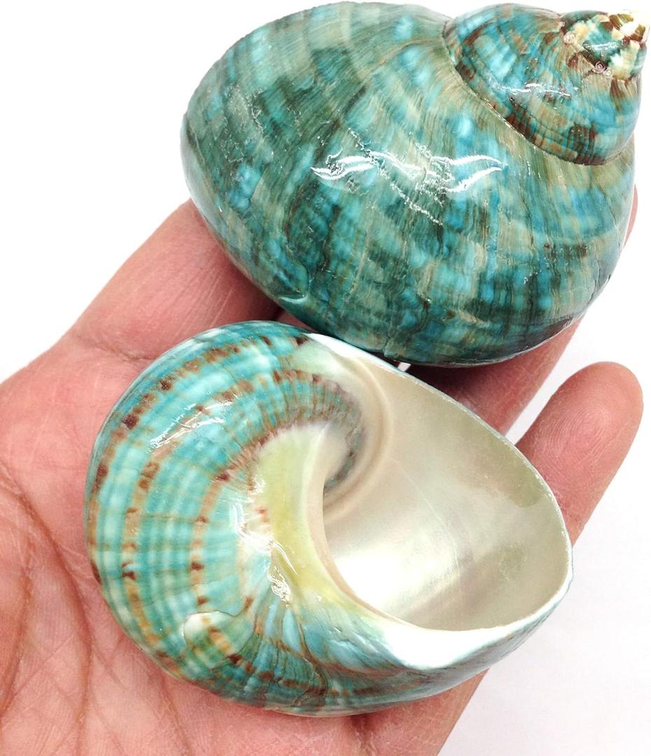 PEPPERLONELY 2 PC Natural Large Hermit Crab Shells, Green Blue Gade Turbo, 2-1/2 Inch ~ 3 Inch
