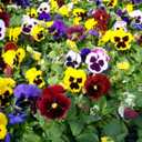 8 x 100+ Seeds Viola Swiss Giant Mix - Flower Multicolor