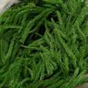 Senjie Christmas Garland Norfolk Pine Garland Real Touch Artificial Greenery Garland for Mantle Fireplace Table Indoor Outdoor Holiday Decortions 6FT 2PCS