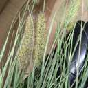 2-Pack Artificial Cattail Reed Grass, 35in Artificial Indoor Outdoor Fake Onion Grass Plant, Home Office Decorative Artificial Plants in Pot Faux Plant Greenery, Housewarming Gift, Green