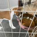 Dog Crate Food and Water Bowl 2Pcs Small Pet Hanging Kennel Removable Dish Feeding Cup No Spill with Holder for Medium Large Size Cat Puppy (Pink, 5.5''X2.3''&6.3‘’X2.5'')