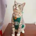 RUTNPO Pet Cat & Dog Clothes - Funny Costume, Soft & Breathable (Medium)