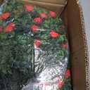 Yunlly Set of 2 Artificial Boxwood Topiary Ball Tree Fake Bushes Shrubs Outdoor Faux Plant with Ground Spike Flowers UV Resistance Greenery for Front Porch Garden Patio Indoor(Red,18x10inch)