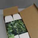 Der Rose 4 Pack Fake Plants Mini Artificial Greenery Potted Plants for Home Decor Indoor Office Table Room Farmhouse Bathroom Decor (Grey)