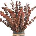 Eucalyptus Leaves/Stems, Natural - Dried - Perserved Eucalyptus, Real Plant, for Wedding, Home Decor, DIY, Total of 25 Pieces (OrangeBrownEarthy)