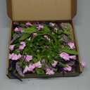 6 PCS 9'' Mini Pink Forsythia Lavender Wreath for Front Door Small Spring Kitchen Cabinet Wreaths with Burlap Ribbon Hanging Farmhouse Wreaths Artificial Greenery Wreath for Porch Wall Window Decor