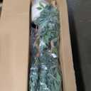 Artificial Fake Ficus Tree 4FT Tall 1Pack with String Lights & White Planter & Free Moss, Artificial Plants Indoor, Artificial Trees for Home Decor Indoor, Faux Ficus Tree