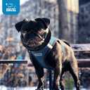 Best Pet Supplies Voyager Step-in Air Harness - All Weather Mesh, Reflective, No Pull Harness for Dogs, Cats - Secure with Hook & Loop Fastener, Buckle, Double D-Rings - Blue/Black Trim, M