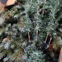 8 Feet Christmas Tree with 8 Lighting Modes and Pine Cones-8 ft - Color: Green -