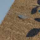 Evergreen Tree of Life Coir Doormat, 24"x36" Large Front Door Mat, Outdoor Indoor Entrance Rug, Non-Slip Welcome Mat for Porch Patio, Housewarming Gift (Multi-Color Birds, 24"x36")