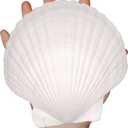 10PCS Large Natural Sea Shells for Crafts 4''-5'' White Scallop Shells Crafts for Home Decor-Seashells for DIY Painting Beach Wedding Decorations-Ocean Craft for Ocean Parties Home Fish Tank Decor