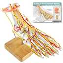 MediTrainer Foot Vascular Arterial Model, Foot Model, Human Size Foot Skeletal Model with Arteries - Detailed Anatomical Structure for Medical Research and Patient Education
