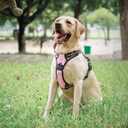 PoyPet No Pull Dog Harness, [Release on Neck] Reflective Adjustable No Choke Pet Vest with Front & Back 2 Leash Attachments, Soft Control Training Handle for Dogs (Light Pink,S)