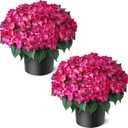 FOTEEWL Artificial Hydrangea Flower Topiary Trees - 2 Sets Faux Silk Flower Potted Plant, UV Resistant Fake Outdoor Hydrangea Bush for Front Door, Farmhouse,Garden, Porch Decor (Rose Red)