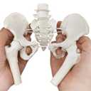 Movable Female Pelvis Model w/Elastic Two Movable Femur Heads and Joints, Mini Size Female Pelvic Anatomy Model for Science Education, Midwife in Obstetrics, Gynecology Patient Communication