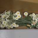 Floroom 24pcs Ivory Small Artificial Flowers Faux Silk Daisies Fake Wildflowers with Stems for DIY White Wedding Bouquets Floral Arrangements Party Decor Centerpieces Decorations (Vase Not Included)