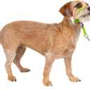 PetSafe Gentle Leader No-Pull Dog Headcollar - The Ultimate Solution to Pulling - Redirects Your Dog's Pulling for Easier Walks - Helps You Regain Control - Small, Apple Green