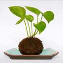 Moss Ball Flower Pot Natural Planter Bonsai Plant Holder Bird Nest for DIY Gardening Home Table Decoration - 9cm