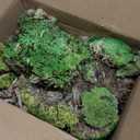 Preserved Reindeer Moss Natural Green DIY Kit Gardenning Art Wall Decor Florist Decor Easter Table Decor Wedding