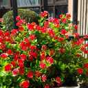 Grunyia 12 Bundles Artificial Flowers for Outdoors, UV Resistant Fake Flowers with Plastic Plants, Faux Flowers for Outside Window Box Front Porch Hanging Planter Decor (Red)