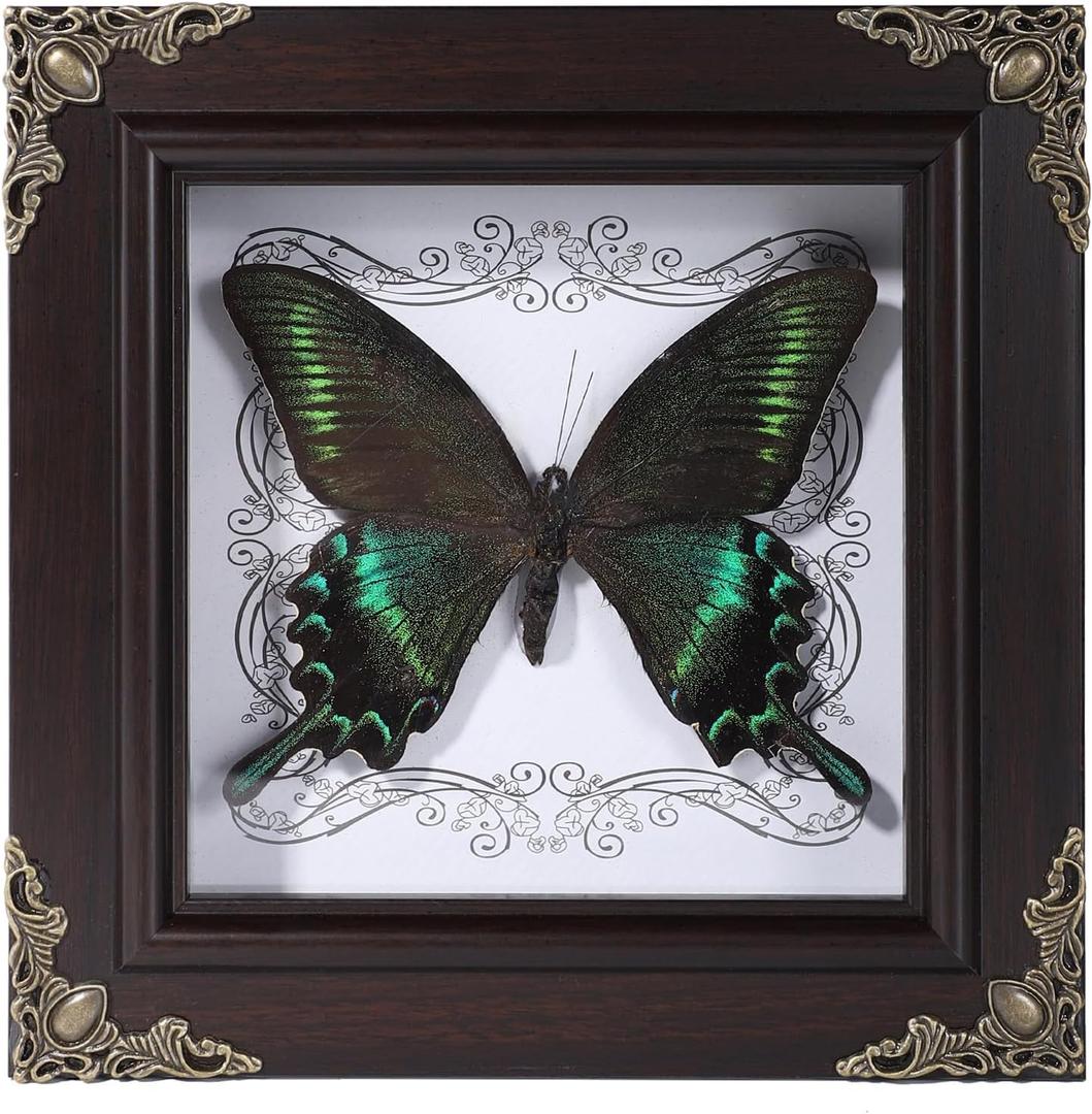 Real Butterfly Framed Home Decor, Taxidermy Shadow Box for Goth Dark Academia Wall Art Decor, Gothic Furniture Gifts for Victorian Whimsigoth Fantasy Moody Witchy Room Bedroom Decor
